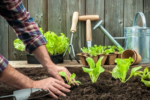 Healthy and well-maintained garden post-clearance