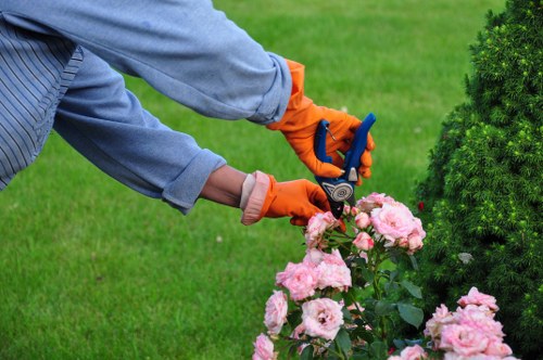 Expert hedge trimming services in Hendon